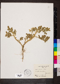 Solanum rostratum image
