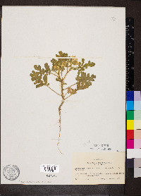 Solanum rostratum image