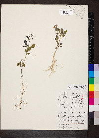 Solanum stoloniferum image