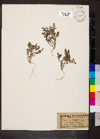 Solanum triflorum image