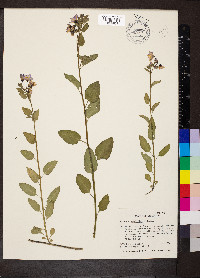 Solanum umbelliferum image