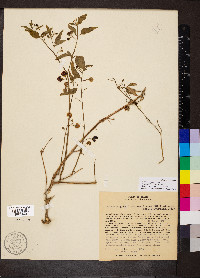 Solanum americanum image