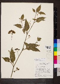 Solanum americanum image