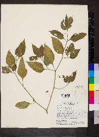 Solanum americanum image