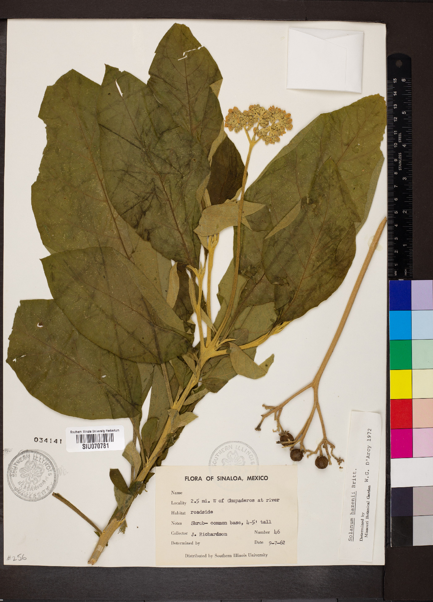 Solanum hazenii image