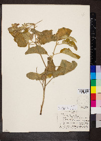 Solanum houstonii image