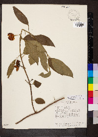 Solanum umbellatum image