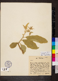 Solanum lycocarpum image