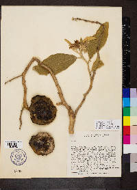 Solanum lycocarpum image