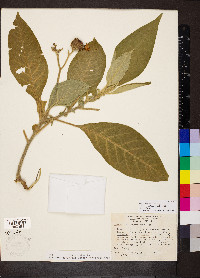 Solanum mauritianum image