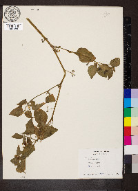 Solanum nigrum image