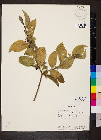 Solanum nudum image