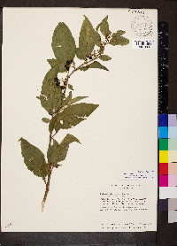 Solanum nudum image