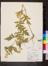 Solanum sisymbriifolium image