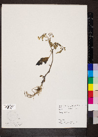 Solanum nigrum image