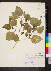 Solanum nigrum image