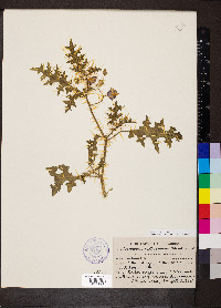 Solanum virginianum image