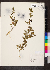 Solanum nigrum image