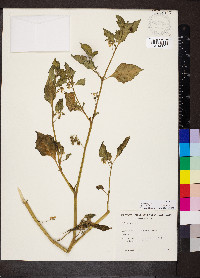 Solanum nigrum image