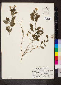 Streptosolen jamesonii image