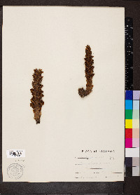 Conopholis americana image