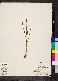 Epifagus virginiana image