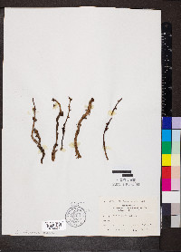 Epifagus virginiana image