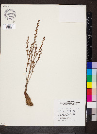 Epifagus virginiana image