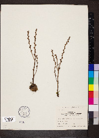 Epifagus virginiana image