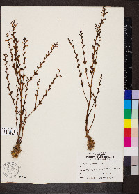 Epifagus virginiana image