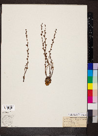 Epifagus virginiana image