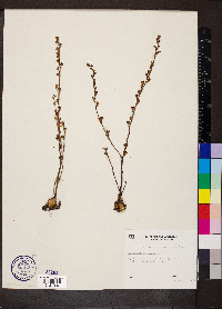 Epifagus virginiana image