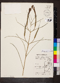 Escobedia laevis image
