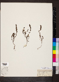 Euphrasia nemorosa image