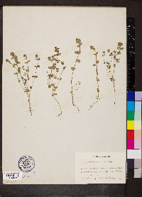 Euphrasia bottnica image