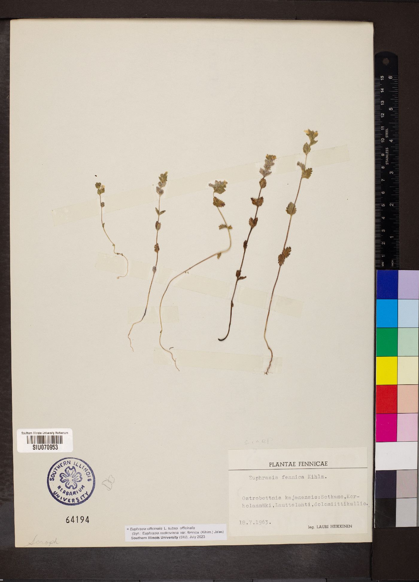 Euphrasia officinalis subsp. officinalis image