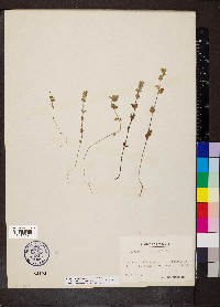 Euphrasia officinalis image