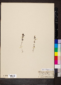 Euphrasia officinalis image