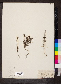 Euphrasia officinalis image