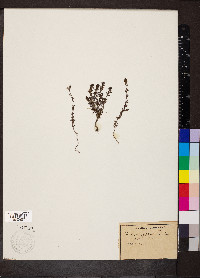 Euphrasia officinalis image