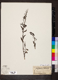 Macranthera flammea image