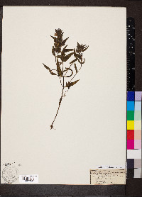 Melampyrum lineare image
