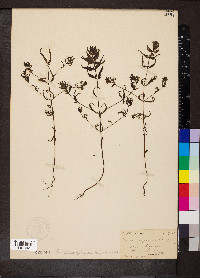 Melampyrum lineare image