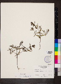 Melampyrum lineare image