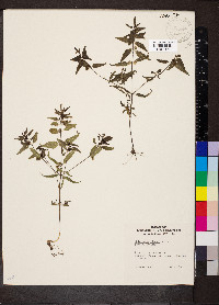 Melampyrum lineare image