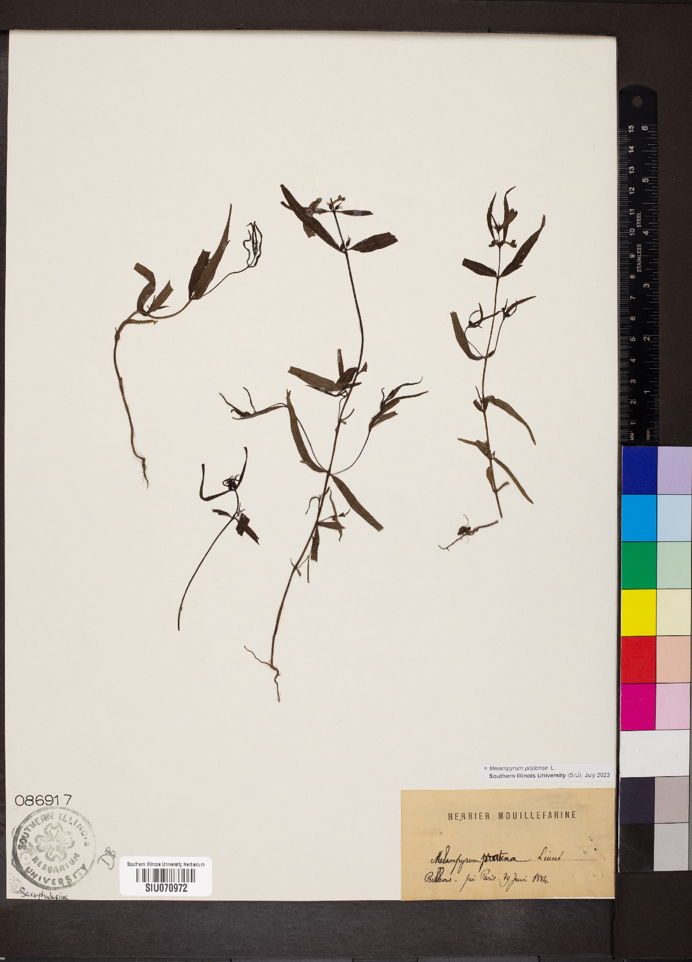 Melampyrum pratense image
