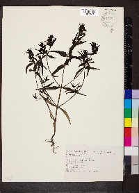 Melampyrum pratense image