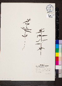 Melampyrum pratense image