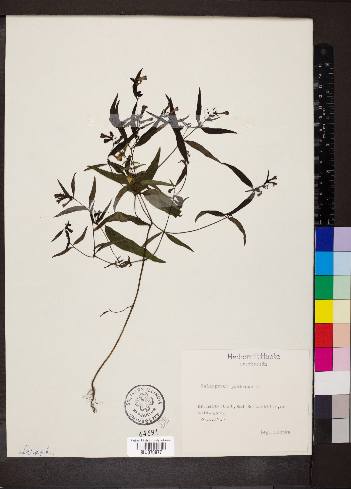 Melampyrum pratense image
