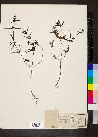 Melampyrum pratense image